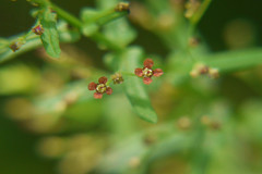 Ammannia multiflora